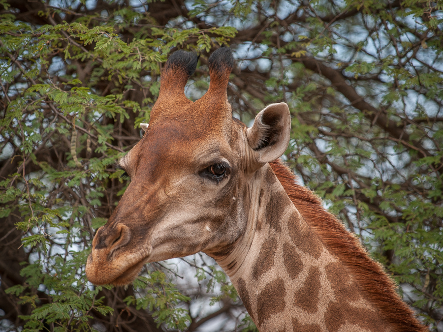 Kliknij obrazek, aby uzyskać większą wersję

Nazwa:	PC298578.JPG
Wyświetleń:	177
Rozmiar:	705,6 KB
ID:	166762