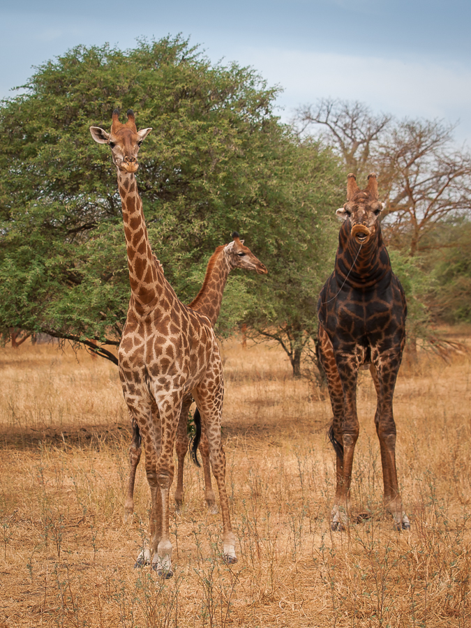 Kliknij obrazek, aby uzyskać większą wersję

Nazwa:	PC298582.JPG
Wyświetleń:	170
Rozmiar:	785,0 KB
ID:	166763