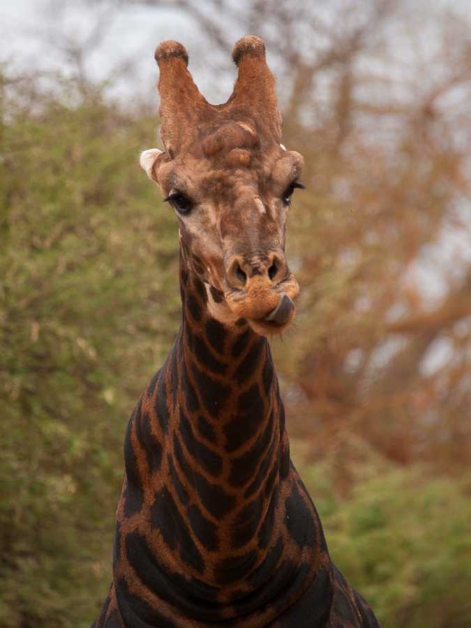 Kliknij obrazek, aby uzyskać większą wersję

Nazwa:	PC298587-2.JPG
Wyświetleń:	173
Rozmiar:	432,9 KB
ID:	166765