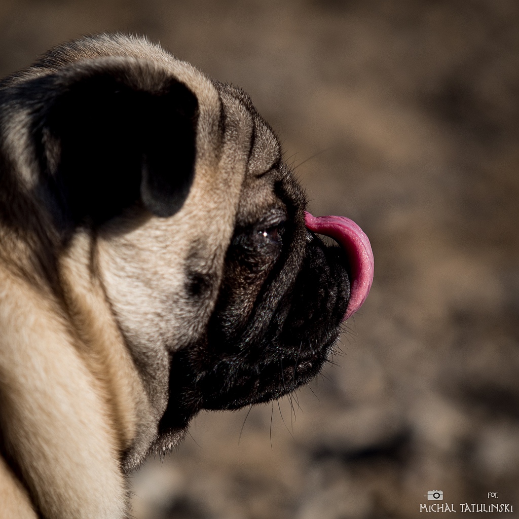 Nazwa:  P2077222.jpg
Wyświetleń: 156
Rozmiar:  374,9 KB