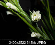 Kliknij obrazek, aby uzyskać większą wersję

Nazwa:	gladiola-7293.jpg
Wyświetleń:	55
Rozmiar:	342,6 KB
ID:	167169