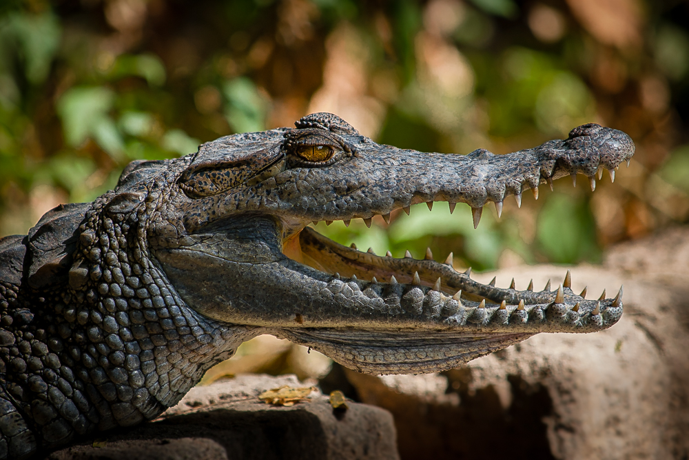 Kliknij obrazek, aby uzyskać większą wersję

Nazwa:	P1018976.JPG
Wyświetleń:	154
Rozmiar:	583,6 KB
ID:	167667