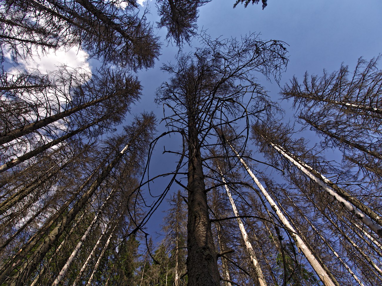 Kliknij obrazek, aby uzyskać większą wersję

Nazwa:	P8170129bp.jpg
Wyświetleń:	166
Rozmiar:	546,2 KB
ID:	167970