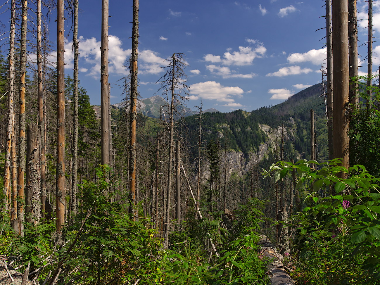 Kliknij obrazek, aby uzyskać większą wersję

Nazwa:	P8170126bp.jpg
Wyświetleń:	159
Rozmiar:	533,2 KB
ID:	167971