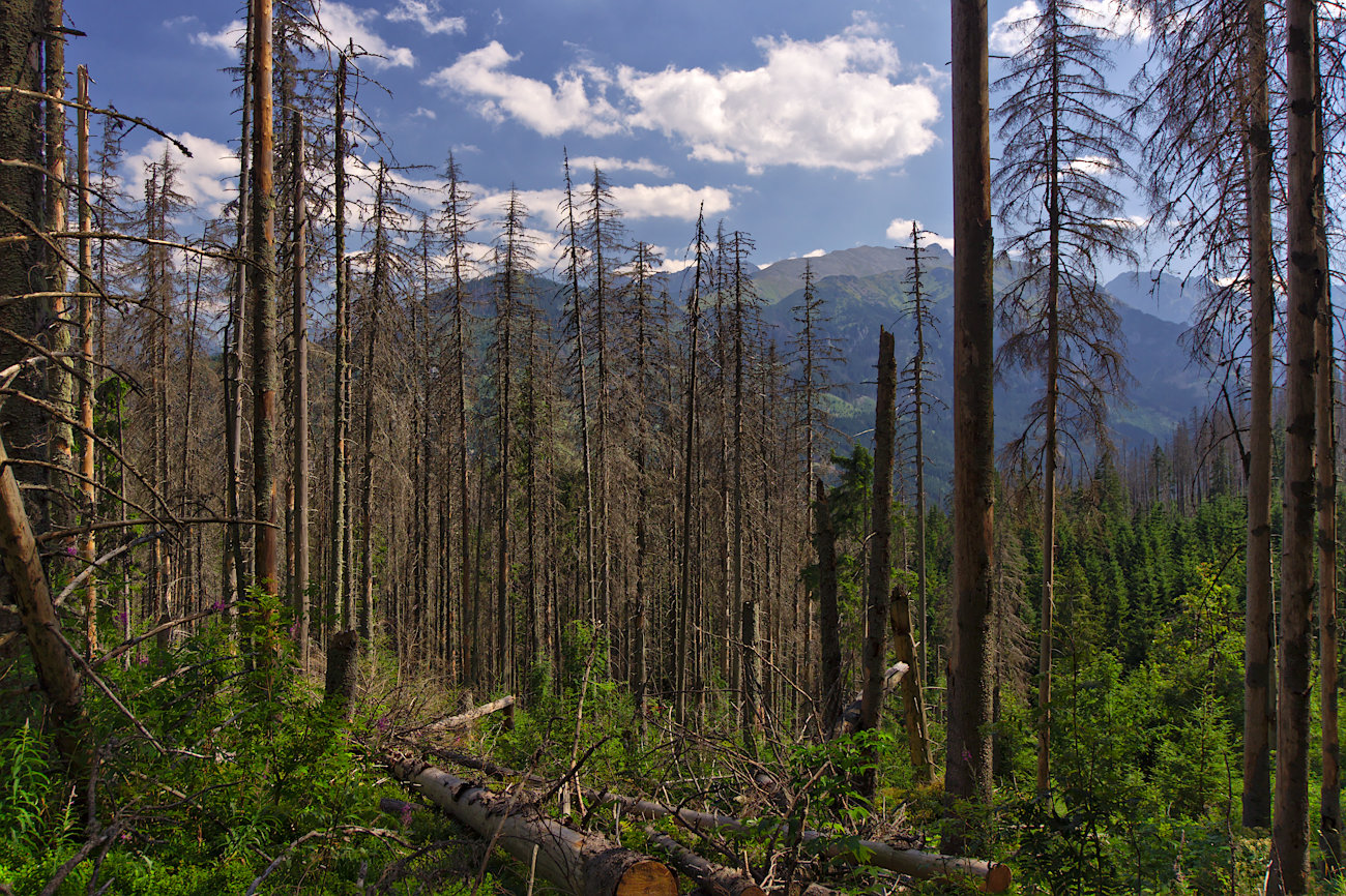 Kliknij obrazek, aby uzyskać większą wersję

Nazwa:	P8170125bp.jpg
Wyświetleń:	153
Rozmiar:	533,2 KB
ID:	167972