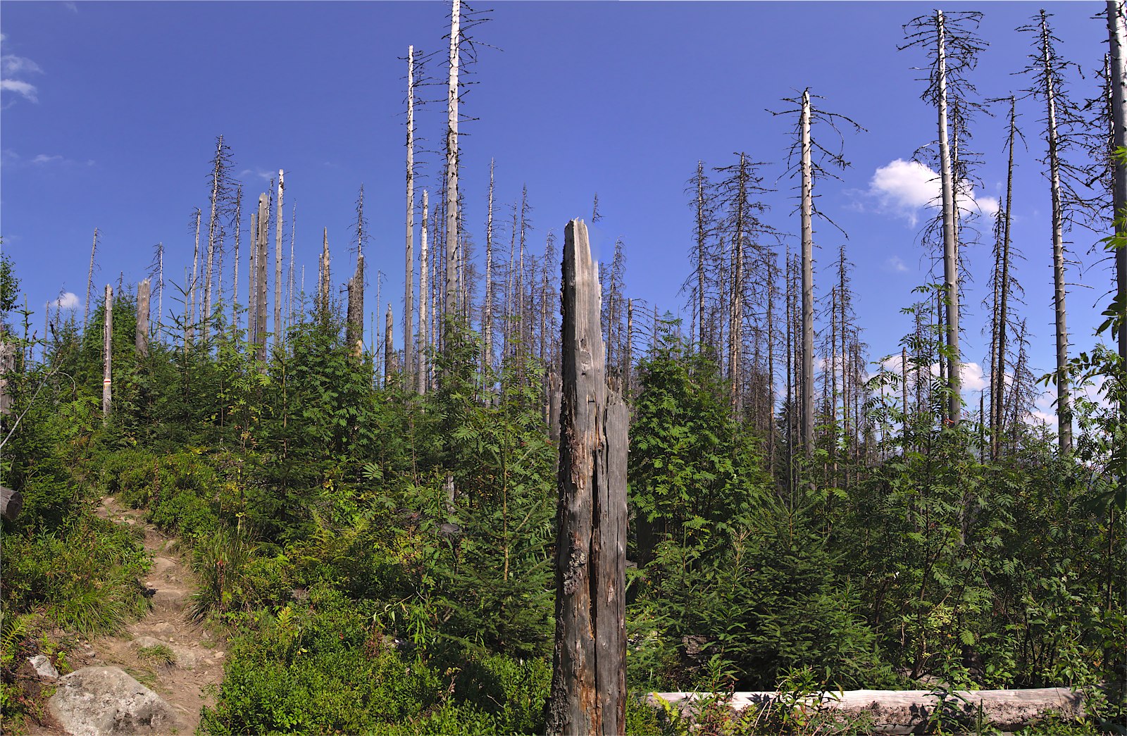 Kliknij obrazek, aby uzyskać większą wersję

Nazwa:	P8170122-23.jpg
Wyświetleń:	150
Rozmiar:	641,0 KB
ID:	167973