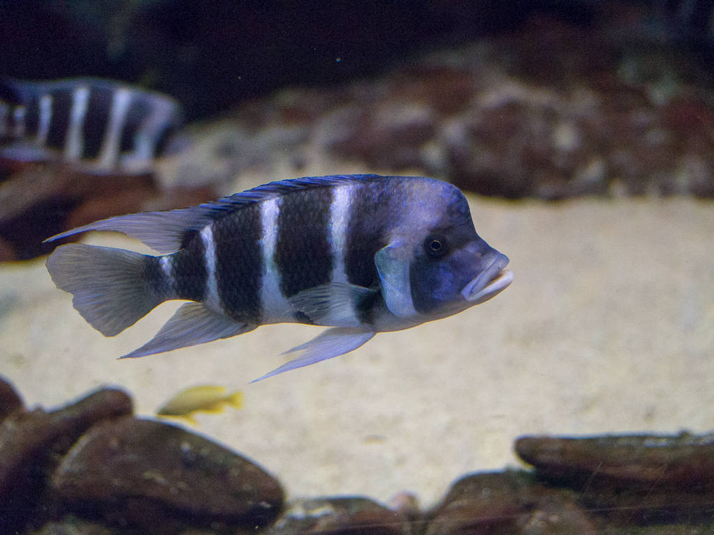 Kliknij obrazek, aby uzyskać większą wersję

Nazwa:	Cz-b I-1180417.jpg
Wyświetleń:	392
Rozmiar:	599,1 KB
ID:	168254