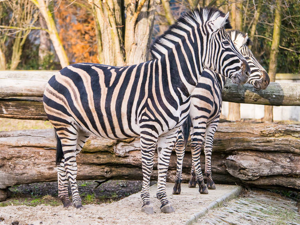Kliknij obrazek, aby uzyskać większą wersję

Nazwa:	Zebry-1180452.jpg
Wyświetleń:	136
Rozmiar:	750,4 KB
ID:	168355
