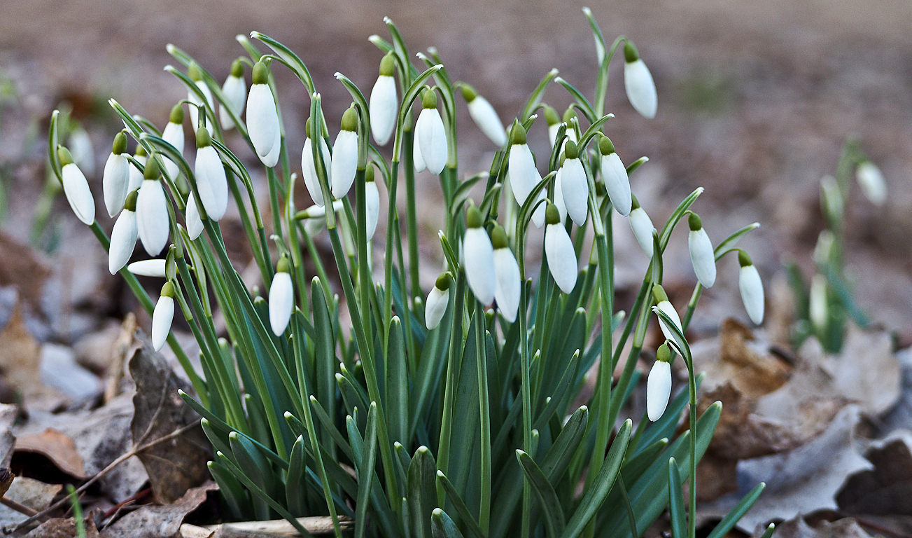 Kliknij obrazek, aby uzyskać większą wersję

Nazwa:	wiosna.JPG
Wyświetleń:	215
Rozmiar:	799,0 KB
ID:	168376