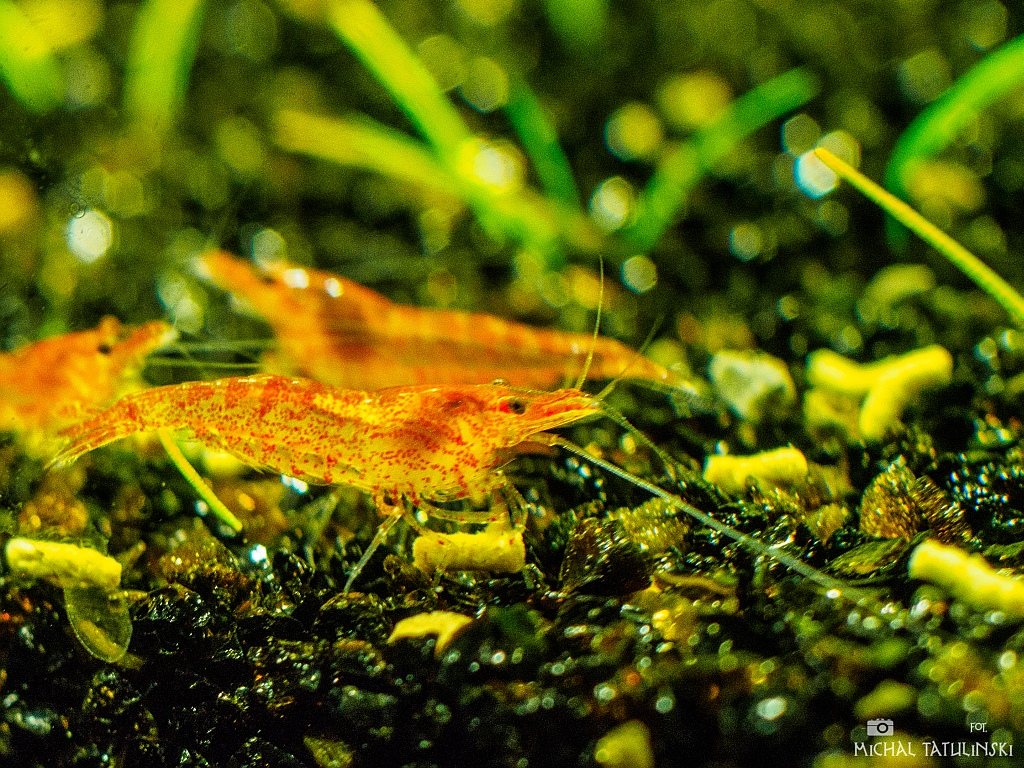 Nazwa:  P3197350.jpg
Wyświetleń: 238
Rozmiar:  553,1 KB