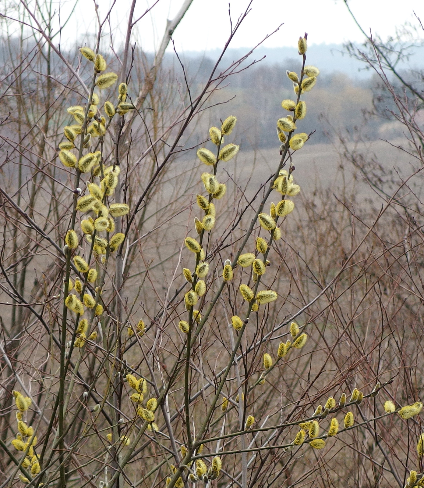 Kliknij obrazek, aby uzyskać większą wersję

Nazwa:	P3204066.JPG
Wyświetleń:	256
Rozmiar:	964,2 KB
ID:	169758