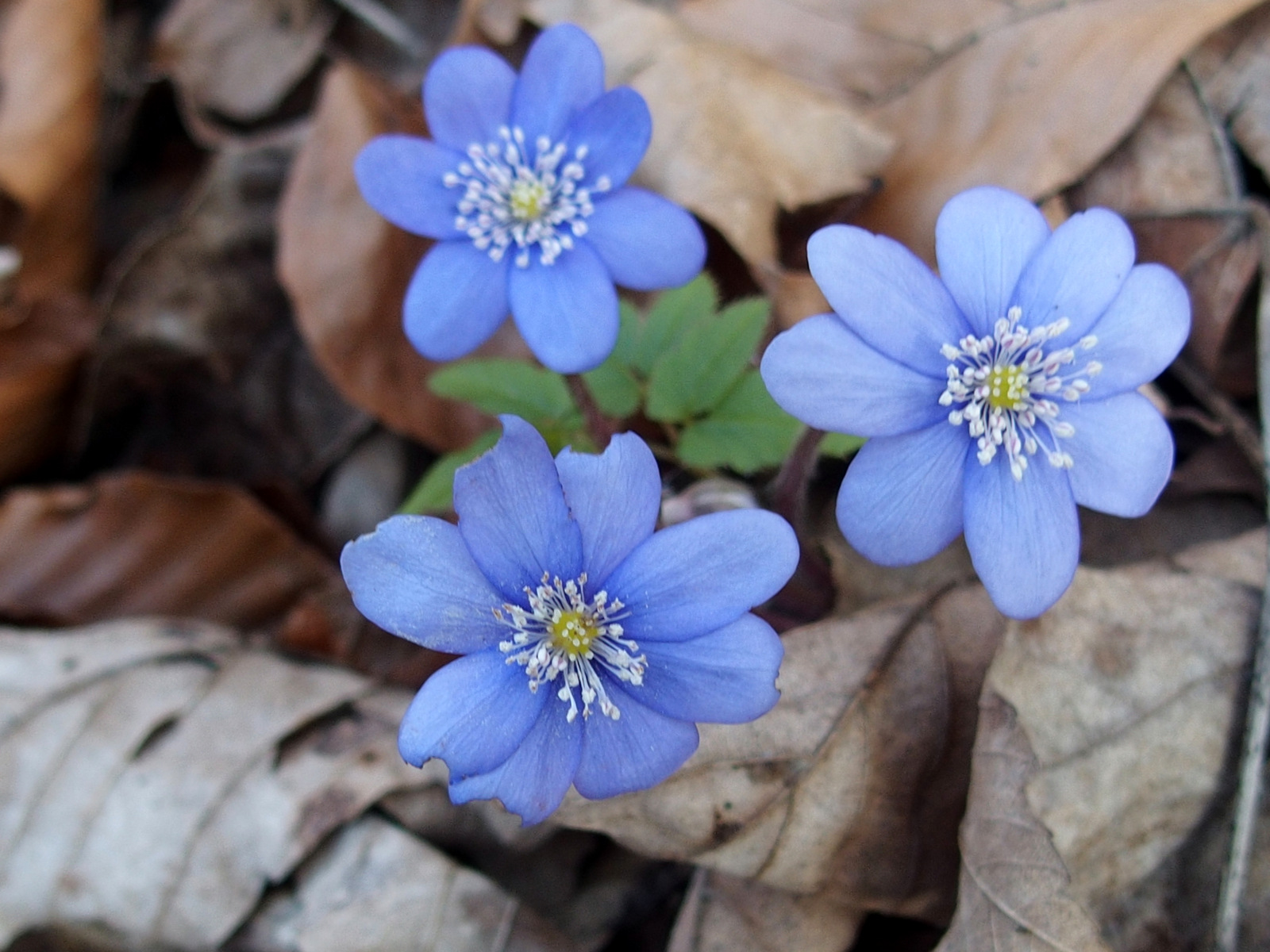 Kliknij obrazek, aby uzyskać większą wersję

Nazwa:	P3270026.JPG
Wyświetleń:	245
Rozmiar:	492,4 KB
ID:	170134