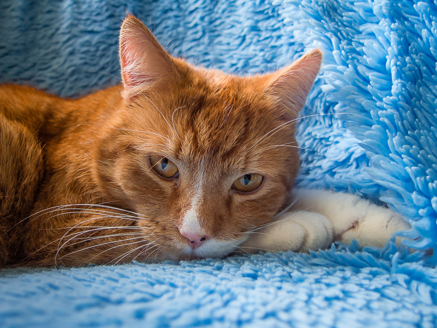 Kliknij obrazek, aby uzyskać większą wersję

Nazwa:	P4010005.JPG
Wyświetleń:	210
Rozmiar:	682,3 KB
ID:	170350