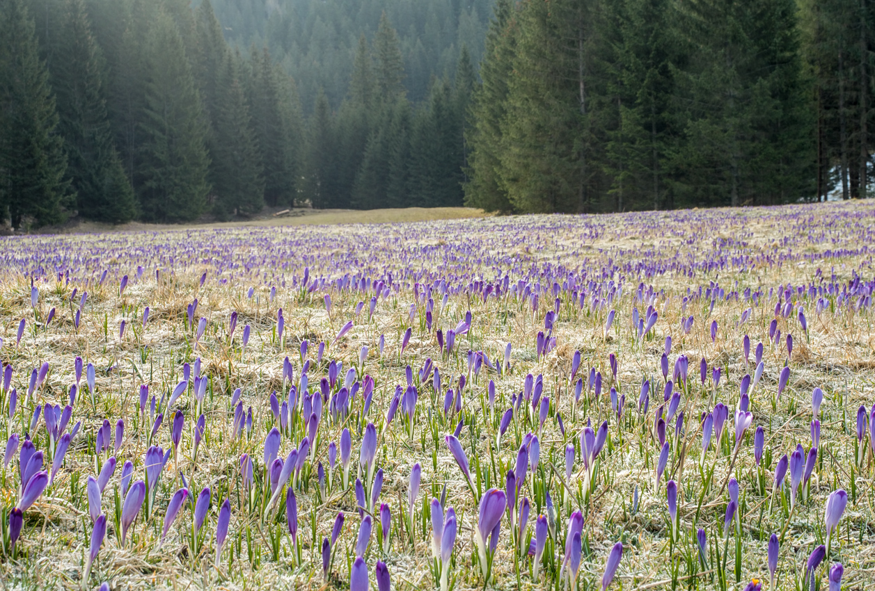 Kliknij obrazek, aby uzyskać większą wersję

Nazwa:	Str2Olek-1.JPG
Wyświetleń:	304
Rozmiar:	957,6 KB
ID:	170721