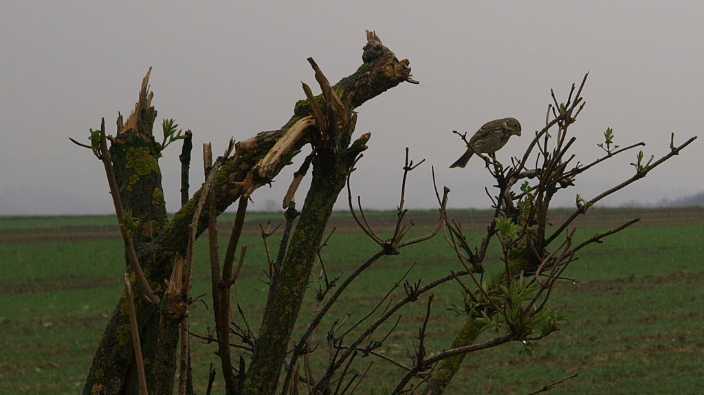 Kliknij obrazek, aby uzyskać większą wersję

Nazwa:	08042016_KK085944.1.1.jpg
Wyświetleń:	610
Rozmiar:	342,4 KB
ID:	170910