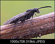 Kliknij obrazek, aby uzyskać większą wersję

Nazwa:	czarnula_1_1000_1.jpg
Wyświetleń:	97
Rozmiar:	319,4 KB
ID:	171454