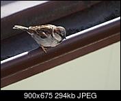 Kliknij obrazek, aby uzyskać większą wersję

Nazwa:	P4220005.JPG
Wyświetleń:	130
Rozmiar:	294,0 KB
ID:	172530