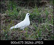 Kliknij obrazek, aby uzyskać większą wersję

Nazwa:	P4220012.JPG
Wyświetleń:	122
Rozmiar:	362,1 KB
ID:	172532