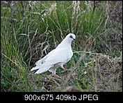 Kliknij obrazek, aby uzyskać większą wersję

Nazwa:	P4220014.JPG
Wyświetleń:	135
Rozmiar:	408,8 KB
ID:	172533