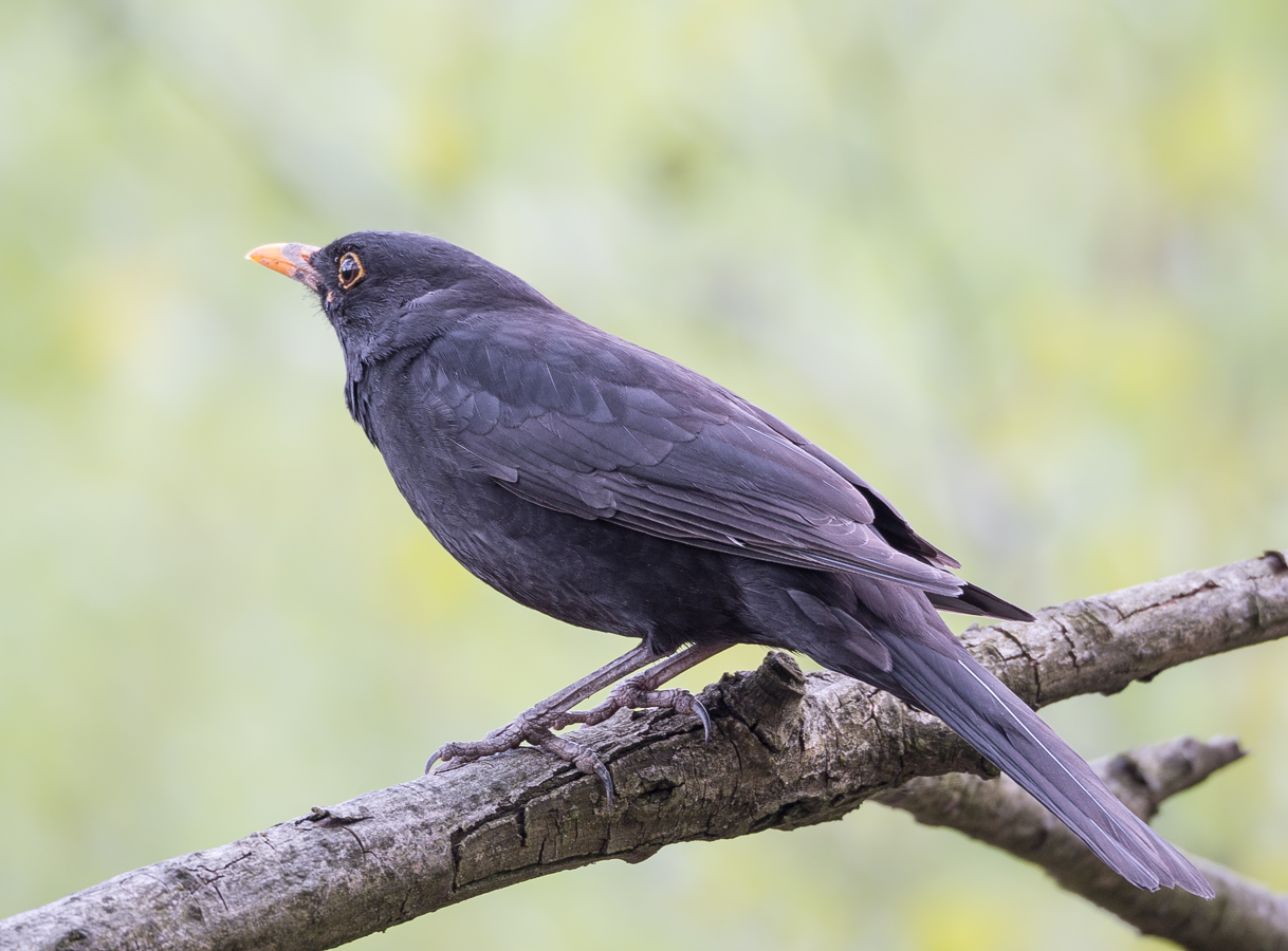 Kliknij obrazek, aby uzyskać większą wersję

Nazwa:	KolOlek-1.JPG
Wyświetleń:	342
Rozmiar:	546,3 KB
ID:	172788