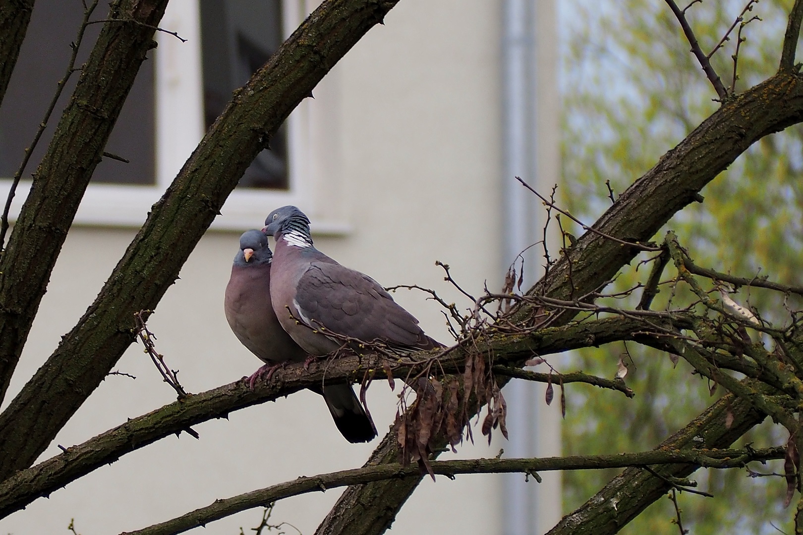 Kliknij obrazek, aby uzyskać większą wersję

Nazwa:	P4170501.JPG
Wyświetleń:	331
Rozmiar:	524,2 KB
ID:	172792