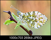 Kliknij obrazek, aby uzyskać większą wersję

Nazwa:	zorzynek_1_1000_1.jpg
Wyświetleń:	98
Rozmiar:	269,0 KB
ID:	172822