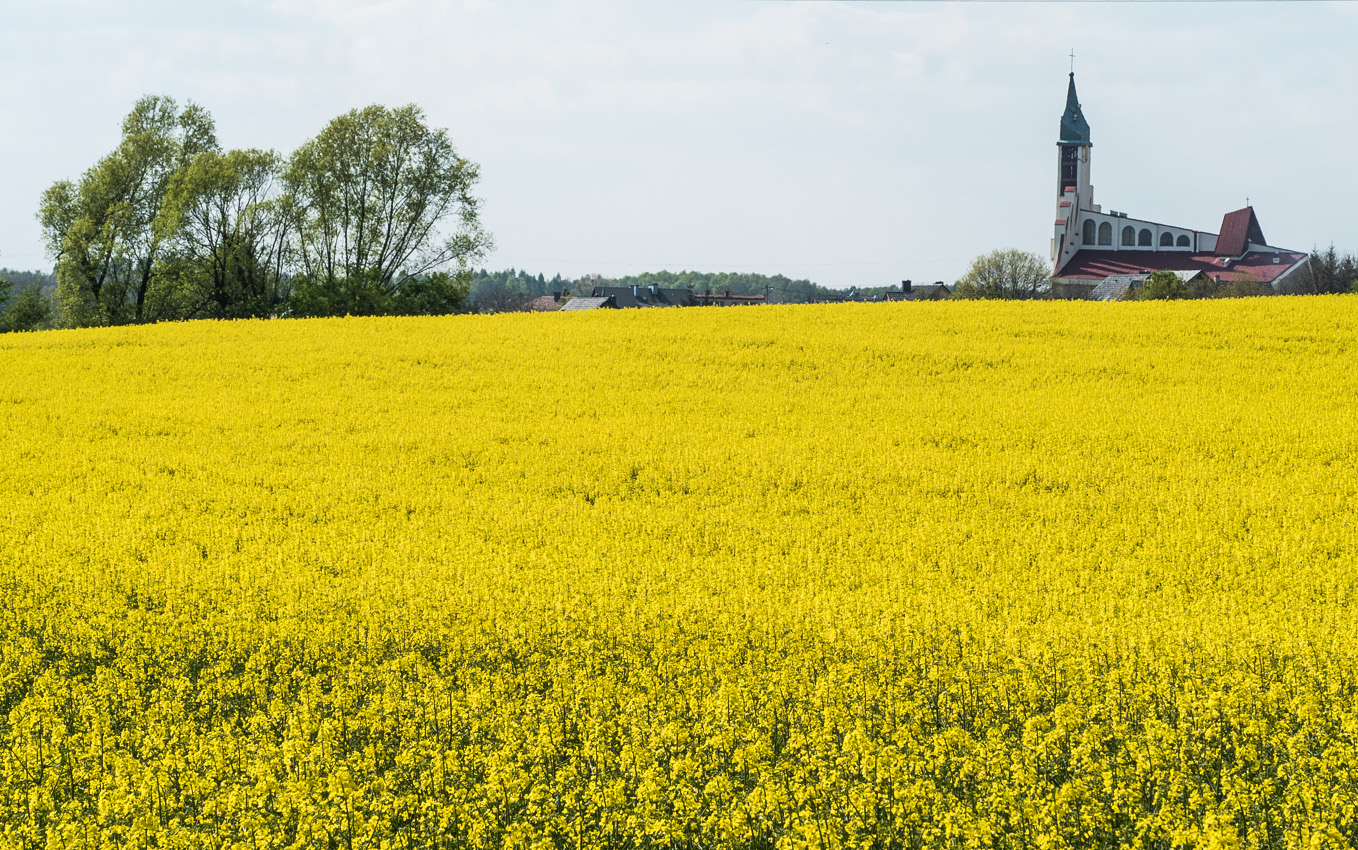 Kliknij obrazek, aby uzyskać większą wersję

Nazwa:	RzepakOlek-7.JPG
Wyświetleń:	187
Rozmiar:	761,9 KB
ID:	173155
