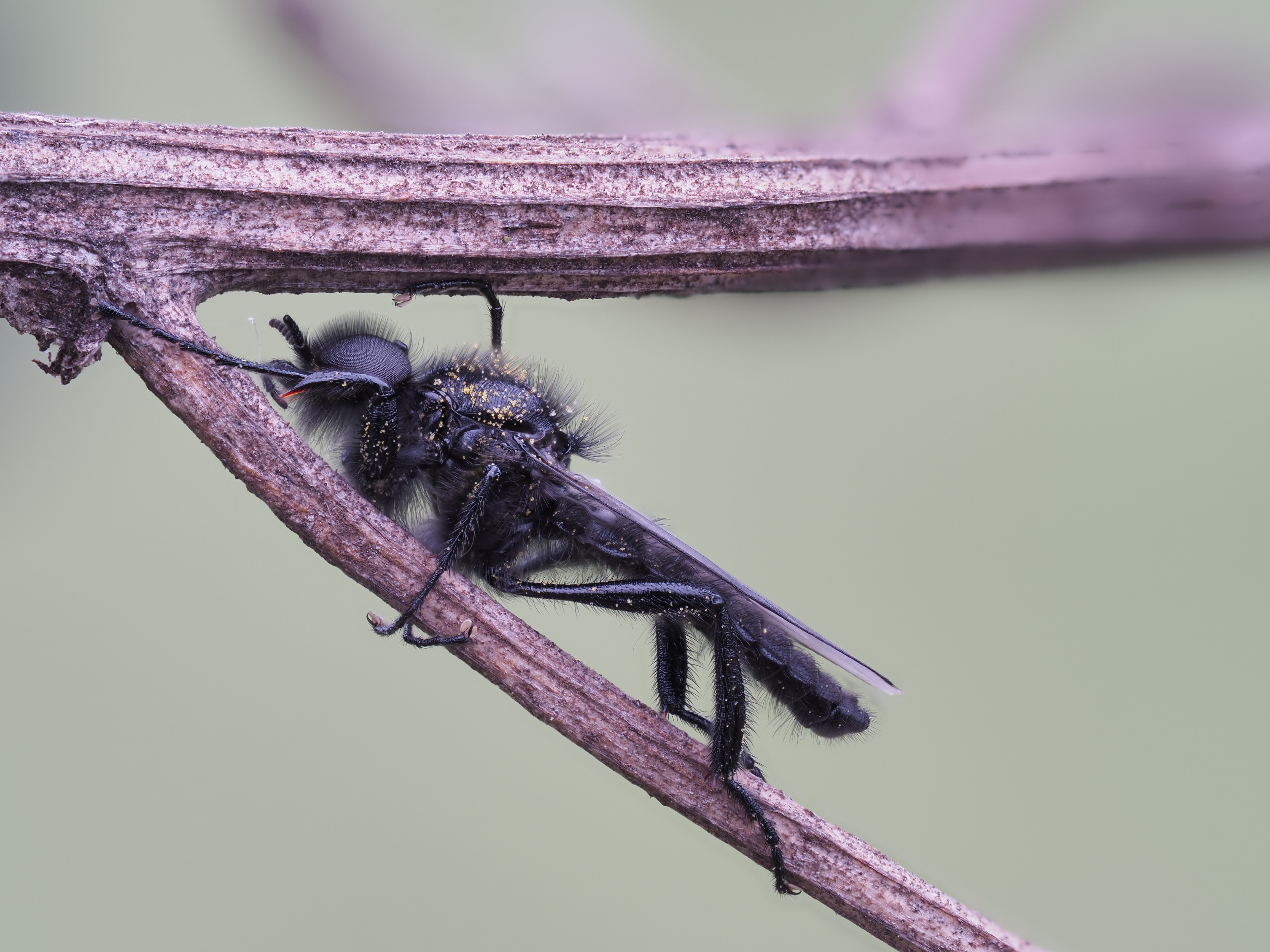 Kliknij obrazek, aby uzyskać większą wersję

Nazwa:	2016-05-01 13-20-24 (A,Radius8,Smoothing4).jpg
Wyświetleń:	188
Rozmiar:	6,73 MB
ID:	173213