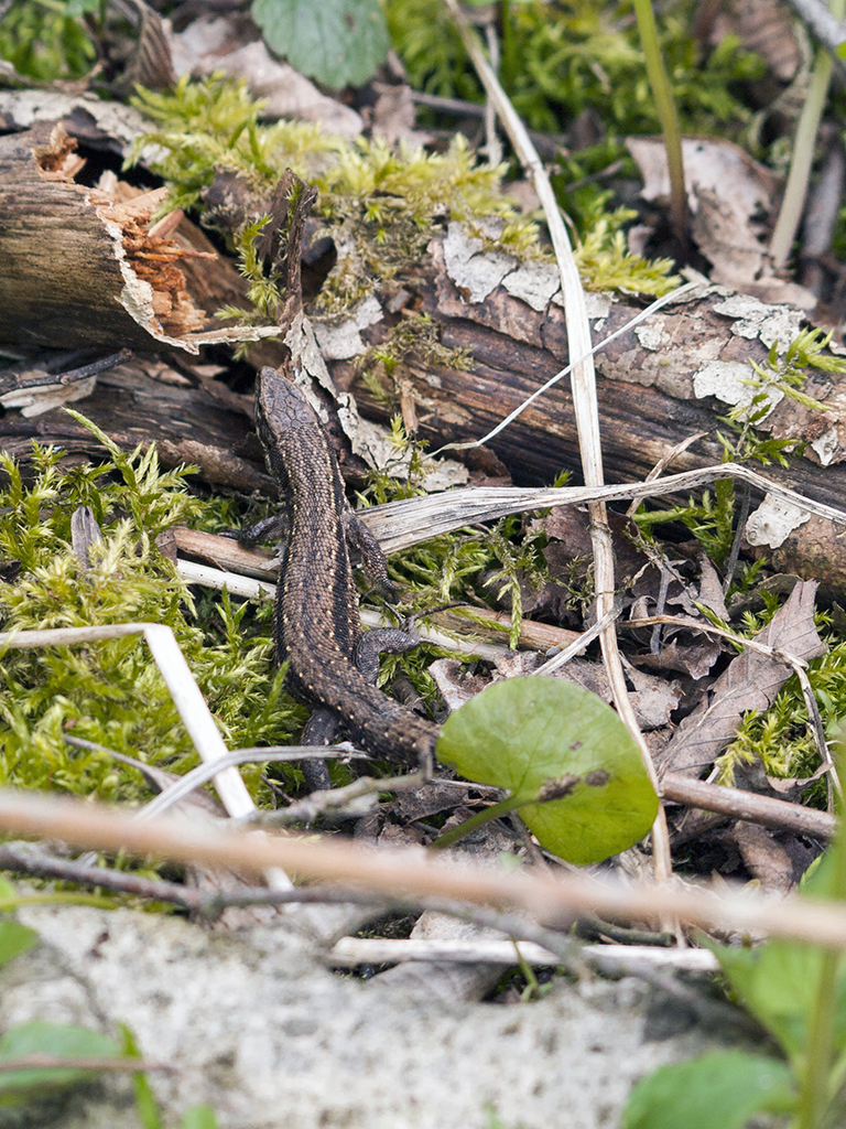 Kliknij obrazek, aby uzyskać większą wersję

Nazwa:	p1420741.jpg
Wyświetleń:	190
Rozmiar:	906,9 KB
ID:	173606