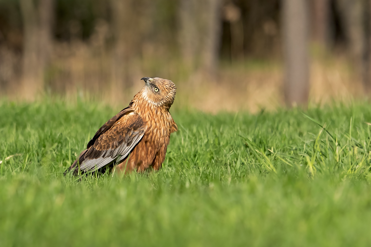 Kliknij obrazek, aby uzyskać większą wersję

Nazwa:	P4290507.jpg
Wyświetleń:	422
Rozmiar:	771,9 KB
ID:	173825