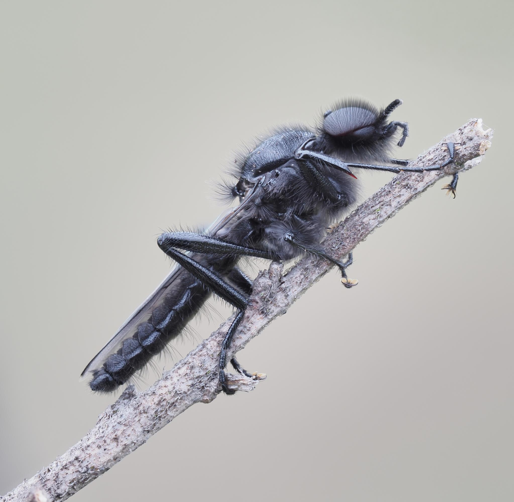 Kliknij obrazek, aby uzyskać większą wersję

Nazwa:	2016-05-08 10-38-14 (A,Radius8,Smoothing4).jpg
Wyświetleń:	164
Rozmiar:	260,6 KB
ID:	173964