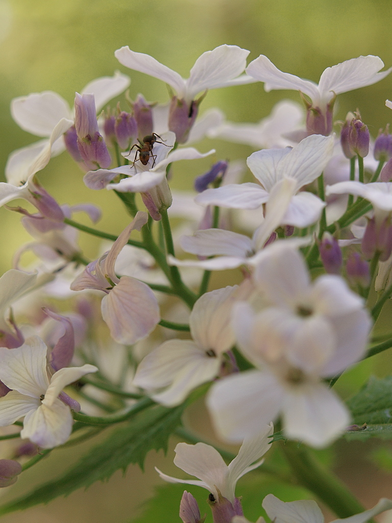 Kliknij obrazek, aby uzyskać większą wersję

Nazwa:	06052016_KK066863.1.1.jpg
Wyświetleń:	121
Rozmiar:	347,2 KB
ID:	173990