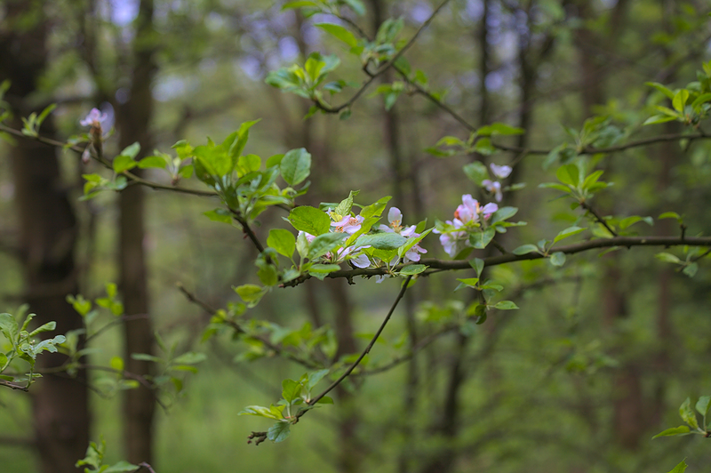 Kliknij obrazek, aby uzyskać większą wersję

Nazwa:	z_RANA_JABL_4.png
Wyświetleń:	139
Rozmiar:	612,2 KB
ID:	174100