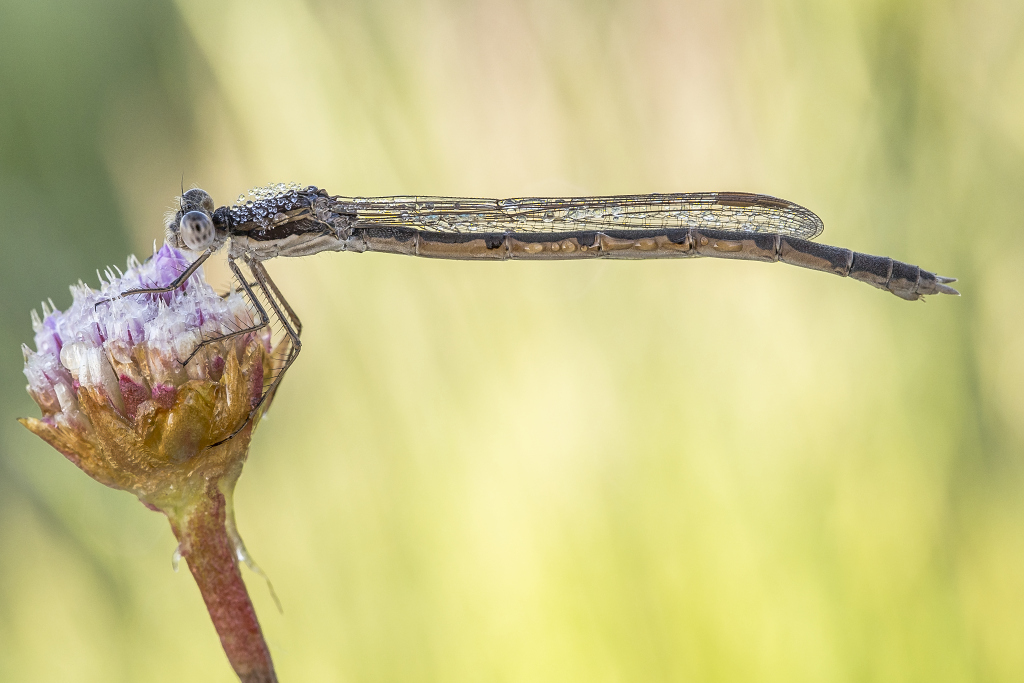 Kliknij obrazek, aby uzyskać większą wersję

Nazwa:	Y0006732.jpg
Wyświetleń:	182
Rozmiar:	331,3 KB
ID:	174298