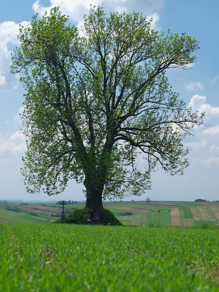 Kliknij obrazek, aby uzyskać większą wersję

Nazwa:	12052016_KK127040.1.jpg
Wyświetleń:	154
Rozmiar:	683,5 KB
ID:	174346