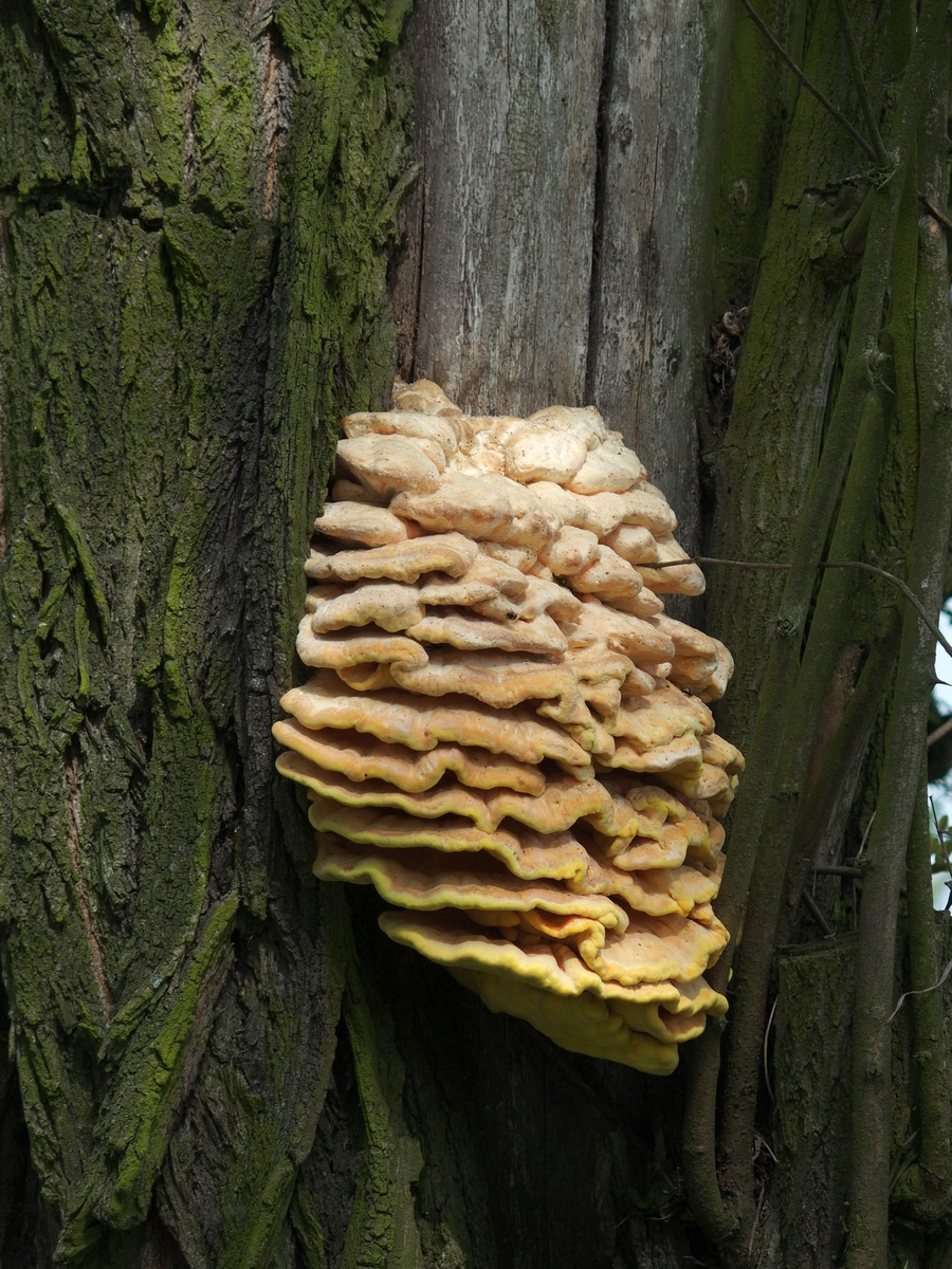 Kliknij obrazek, aby uzyskać większą wersję

Nazwa:	P5150291.JPG
Wyświetleń:	111
Rozmiar:	495,3 KB
ID:	174579