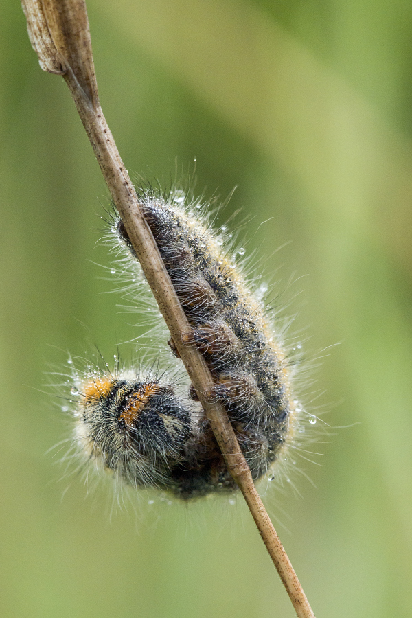 Kliknij obrazek, aby uzyskać większą wersję

Nazwa:	Y0007147.jpg
Wyświetleń:	259
Rozmiar:	388,3 KB
ID:	174616