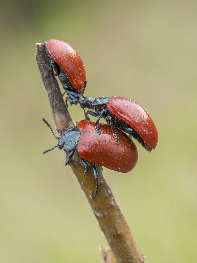 Kliknij obrazek, aby uzyskać większą wersję

Nazwa:	Y0007264.jpg
Wyświetleń:	237
Rozmiar:	431,2 KB
ID:	174642