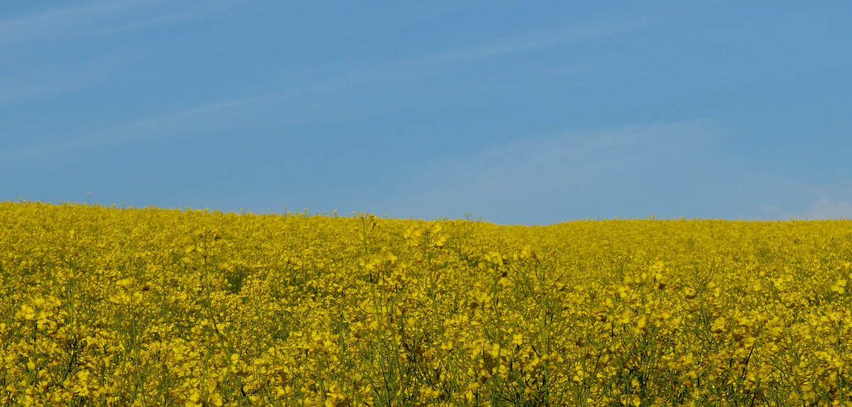 Kliknij obrazek, aby uzyskać większą wersję

Nazwa:	P5164120.JPG
Wyświetleń:	303
Rozmiar:	342,1 KB
ID:	174672