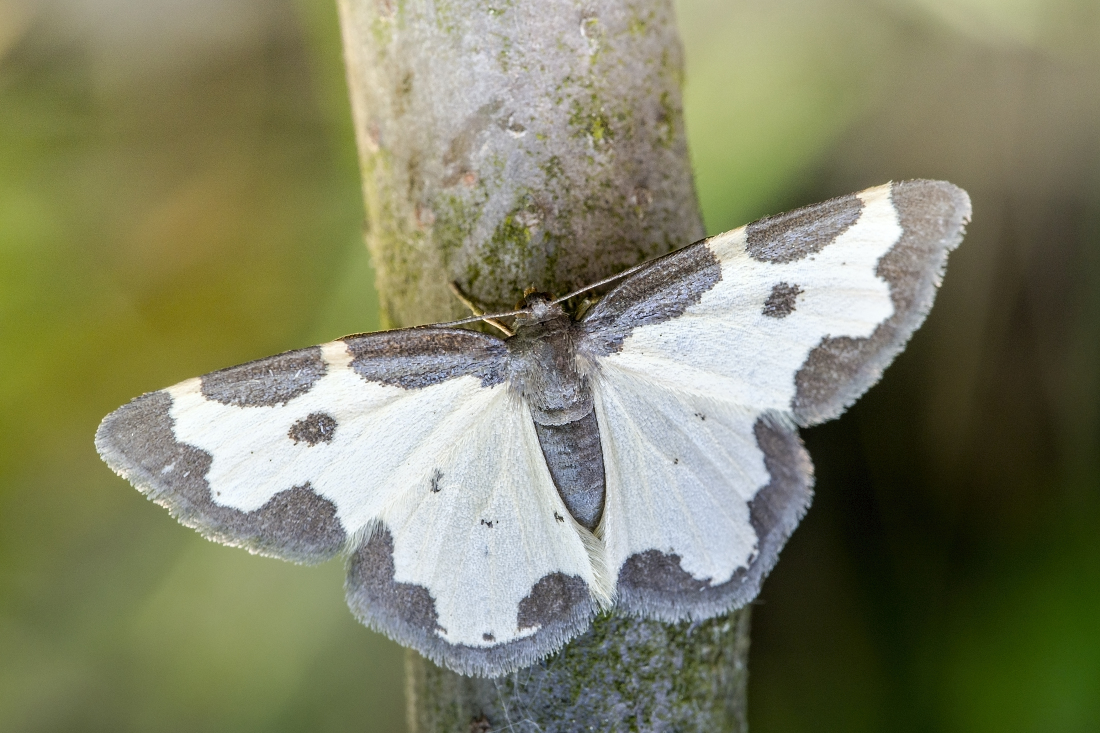 Kliknij obrazek, aby uzyskać większą wersję

Nazwa:	Y0007331.jpg
Wyświetleń:	450
Rozmiar:	618,9 KB
ID:	174680