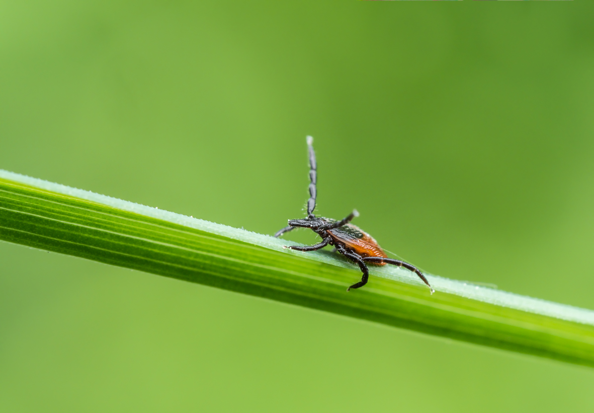 Kliknij obrazek, aby uzyskać większą wersję

Nazwa:	KleszczOlek-1.JPG
Wyświetleń:	247
Rozmiar:	372,6 KB
ID:	174827