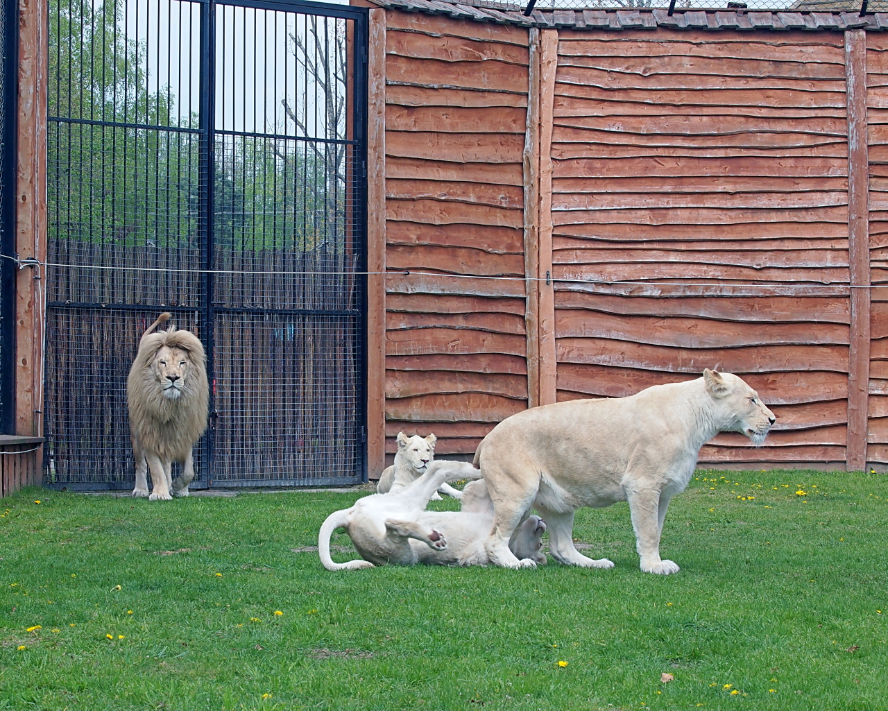 Kliknij obrazek, aby uzyskać większą wersję

Nazwa:	GP038246EB - Kopia.jpg
Wyświetleń:	146
Rozmiar:	1,05 MB
ID:	175211