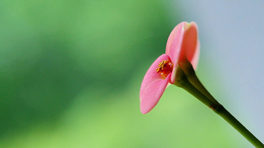 Kliknij obrazek, aby uzyskać większą wersję

Nazwa:	P0266668.1.1.jpg
Wyświetleń:	121
Rozmiar:	116,1 KB
ID:	175290