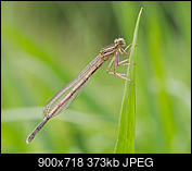 Kliknij obrazek, aby uzyskać większą wersję

Nazwa:	P5270025 miniaturka.jpg
Wyświetleń:	75
Rozmiar:	372,7 KB
ID:	175403