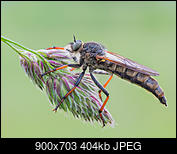 Kliknij obrazek, aby uzyskać większą wersję

Nazwa:	P5290004 miniaturka.jpg
Wyświetleń:	56
Rozmiar:	403,6 KB
ID:	175455