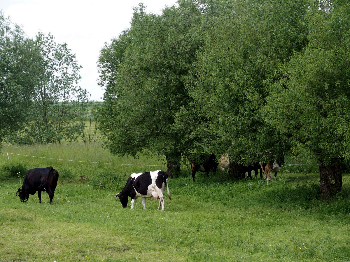 Kliknij obrazek, aby uzyskać większą wersję

Nazwa:	P5270421.JPG
Wyświetleń:	266
Rozmiar:	656,4 KB
ID:	175527