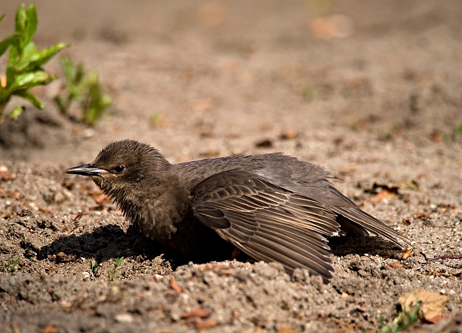 Kliknij obrazek, aby uzyskać większą wersję

Nazwa:	szpak 2.jpg
Wyświetleń:	217
Rozmiar:	537,1 KB
ID:	175534