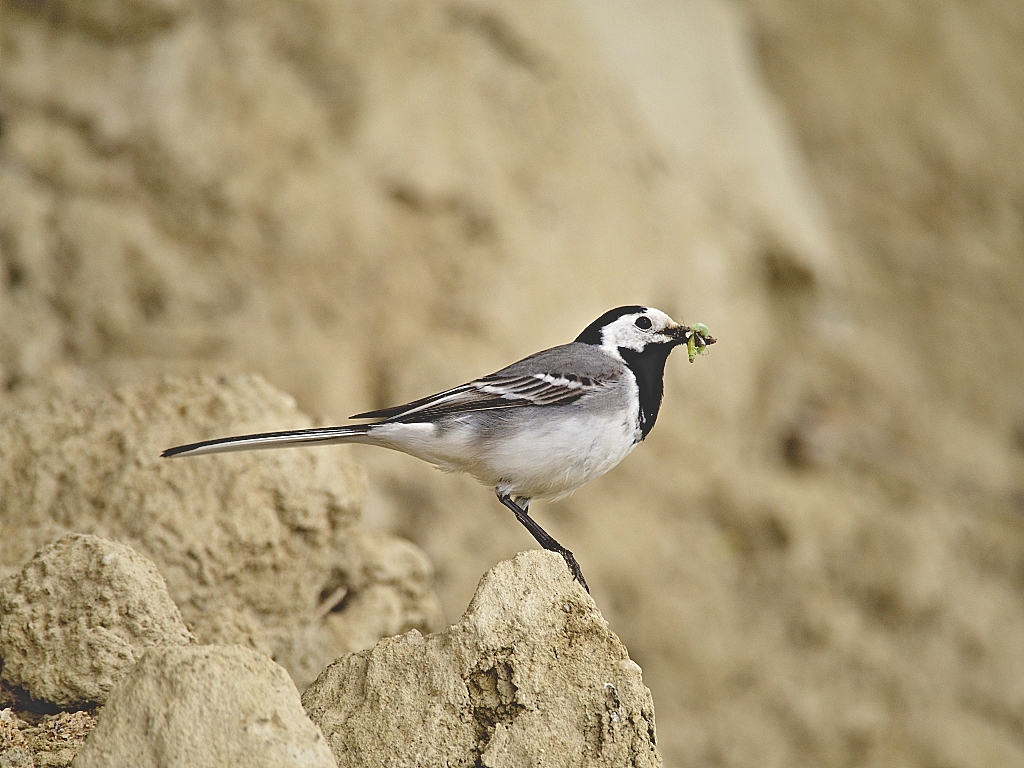 Kliknij obrazek, aby uzyskać większą wersję

Nazwa:	pliszka a.jpg
Wyświetleń:	233
Rozmiar:	588,6 KB
ID:	175535