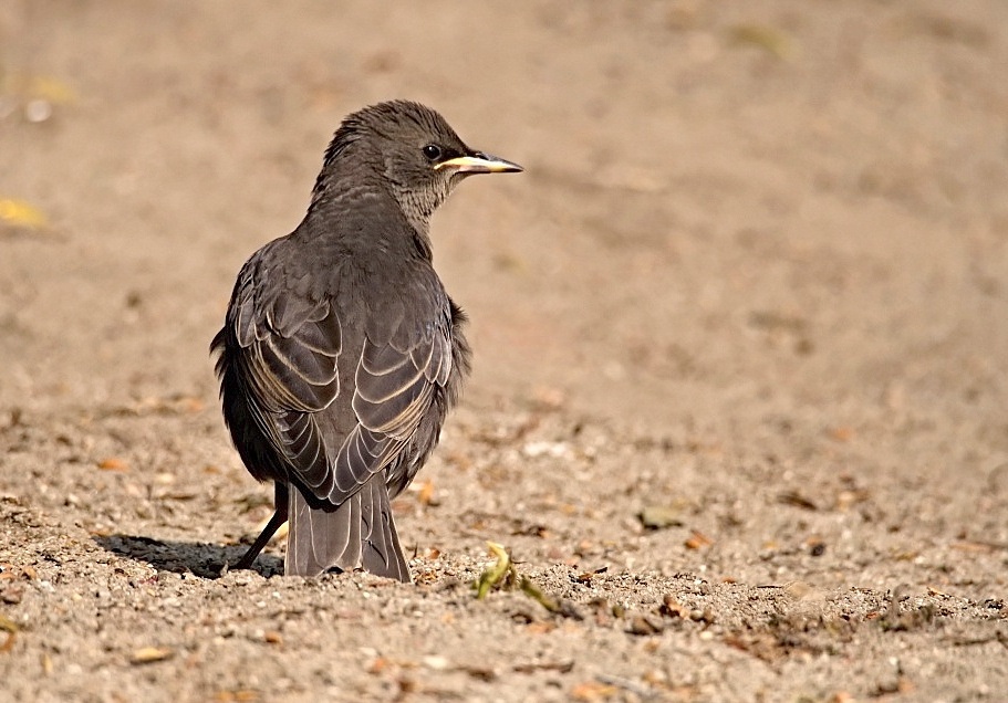 Kliknij obrazek, aby uzyskać większą wersję

Nazwa:	szpak 1.jpg
Wyświetleń:	174
Rozmiar:	196,4 KB
ID:	175537