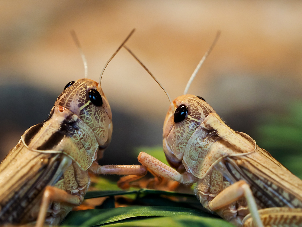 Kliknij obrazek, aby uzyskać większą wersję

Nazwa:	sz1.jpg
Wyświetleń:	104
Rozmiar:	539,1 KB
ID:	175716